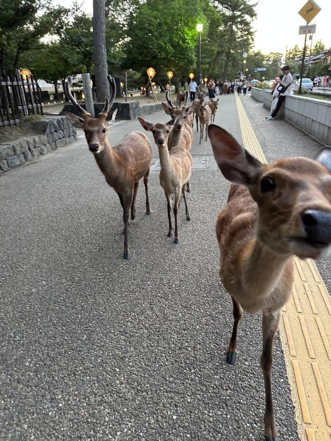 奈良公園徒歩15分古民家リノベーション貸切一軒家 Guest House奈良紀寺 Dış mekan fotoğraf